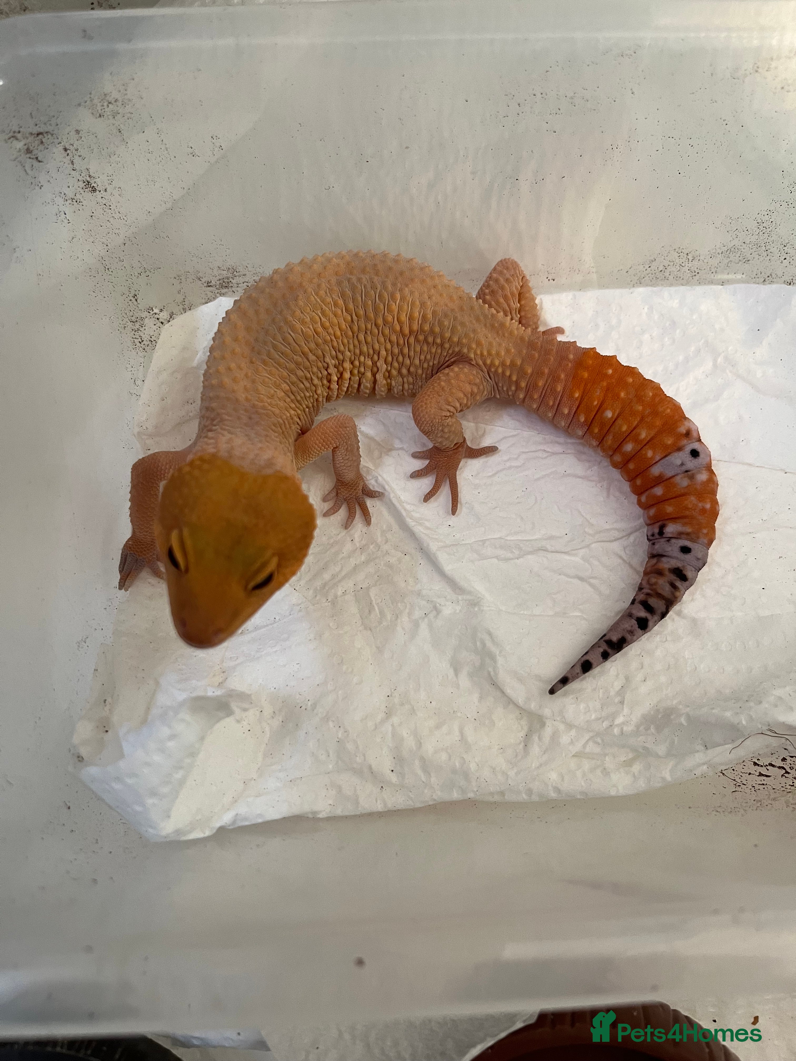 Leopard Gecko reptiles 1 year old Mandarin Leopard Ghecko Female - Advert 20