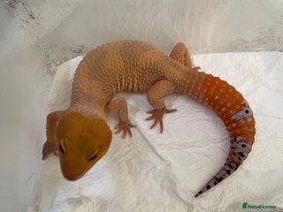 Leopard Gecko reptiles for sale: 1 year old Mandarin Leopard Ghecko Female - Advert 1