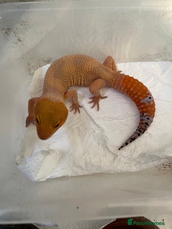 Leopard Gecko reptiles 1 year old Mandarin Leopard Ghecko Female - Advert 1