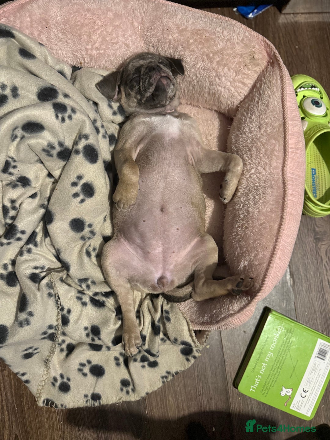 Pug dogs for sale: Merle pig girl  - Image 2