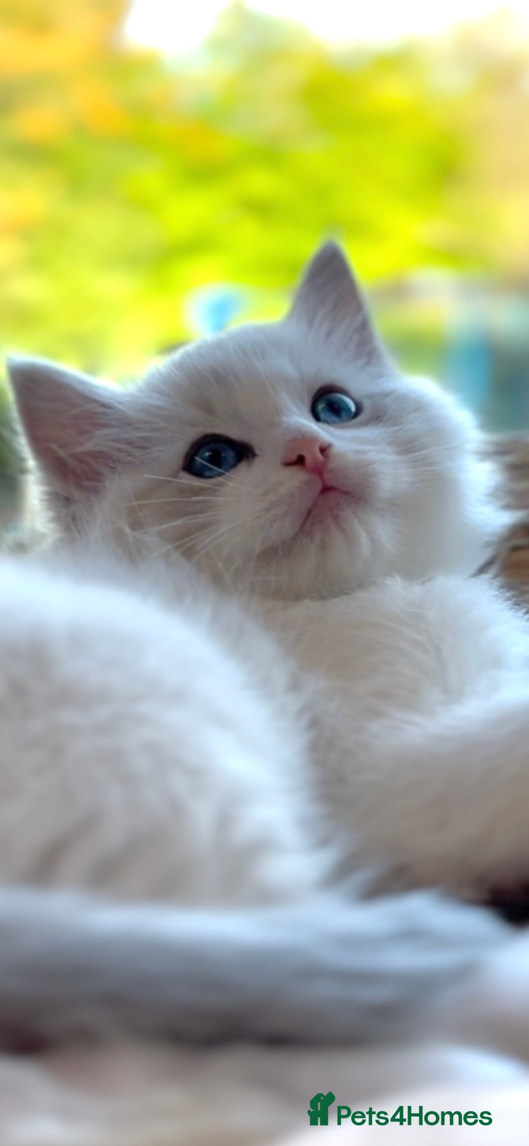 Ragdoll cats for sale: GCCF Registered. Grand Champion Bloodlines. - Advert 11