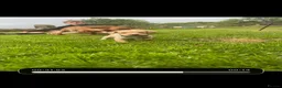 Cockerdor dogs for sale: Stunning Cockerdor puppies - Advert 9