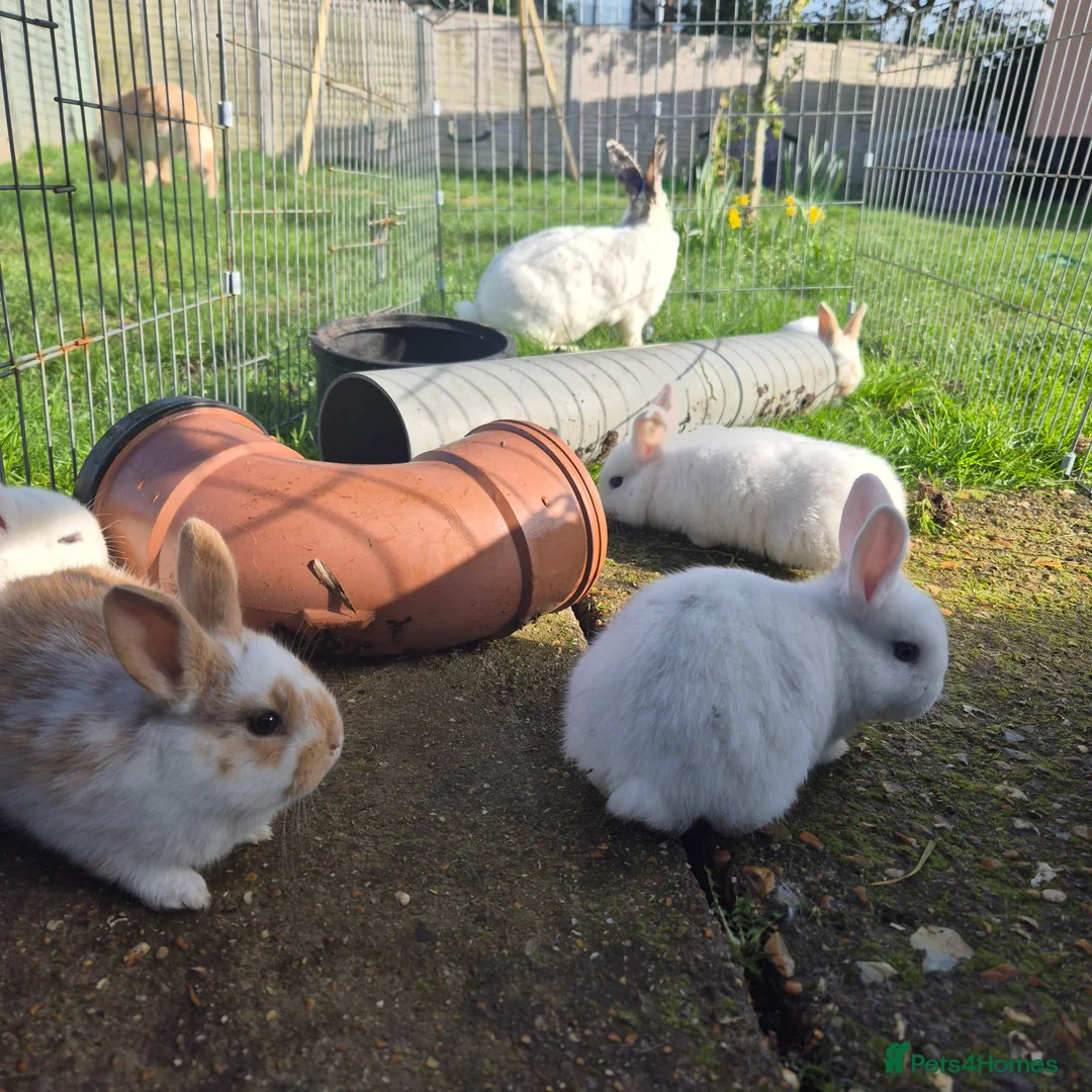 Mini Lop rabbits for sale: Gorgeous mini lop x Rex kits - Advert 2