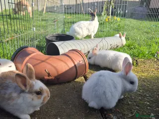 Mini Lop rabbits Gorgeous mini lop x Rex kits ready April - Advert 11