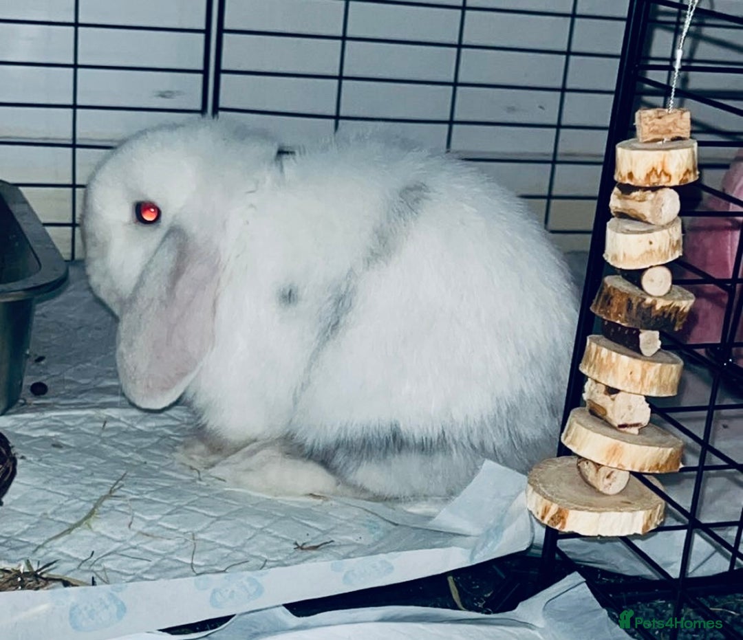 Dwarf Lop rabbits for sale: Beautiful Female Dwarf Lop 🩷 - Advert 2