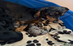 Miniature Dachshund dogs for sale: Mini Dachshund puppys - Image 5
