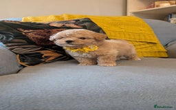 Poochon dogs for sale: Stunning F1 Toy Poochon Puppies BOYS - Image 13