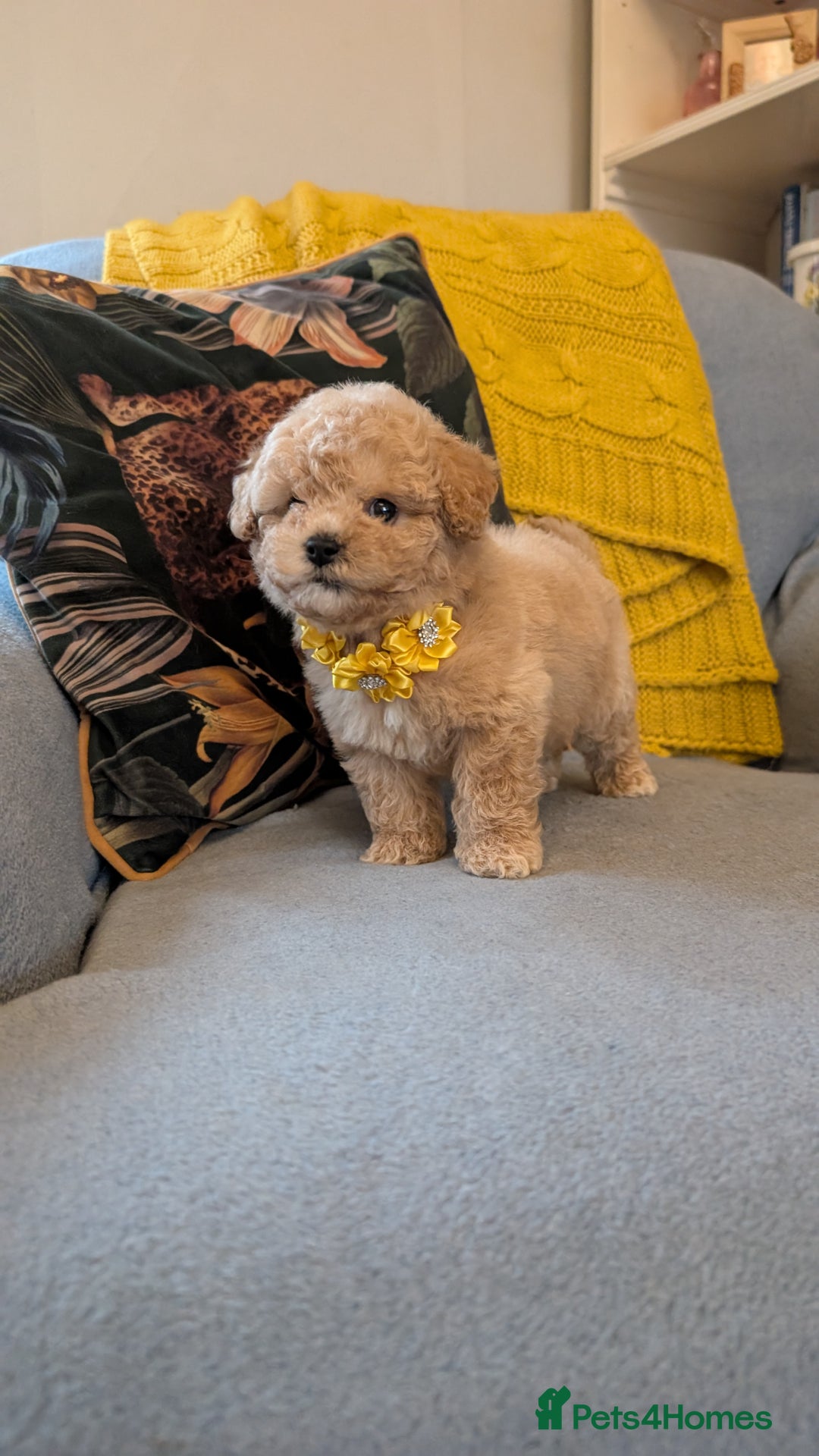 Poochon dogs for sale: Stunning F1 Toy Poochon Puppies BOYS - Image 13