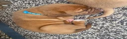 Dogue De Bordeaux dogs for sale: Dogue de Bordeaux 🐶 last 4 remaining 💙💙🩷🩷 - Advert 14
