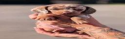 Miniature Dachshund dogs for stud: Tiny chocolate and tan miniature dachshund stud - Advert 5