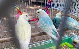 Budgerigars birds for sale: Young budgies for sale in Norbury - Image 14