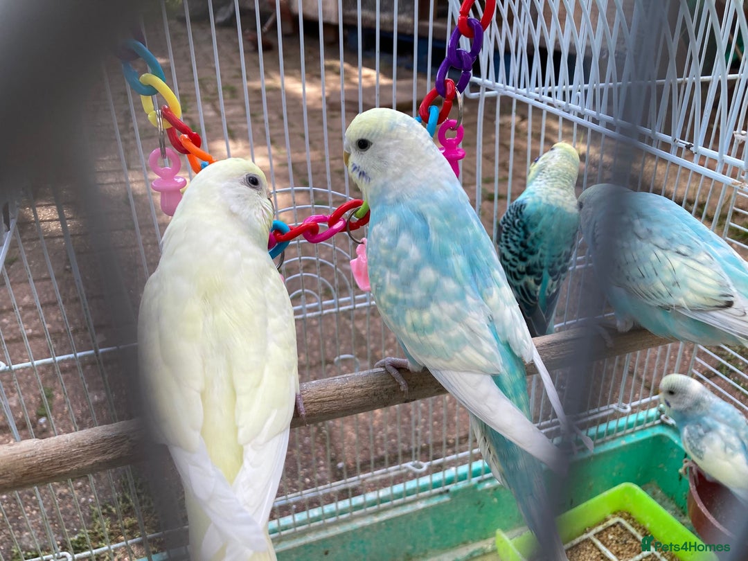 Budgerigars birds for sale: Young budgies for sale in Norbury - Image 14
