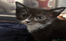 Mixed Breed cats for sale: Maincoon x Scottish fold  - Image 6