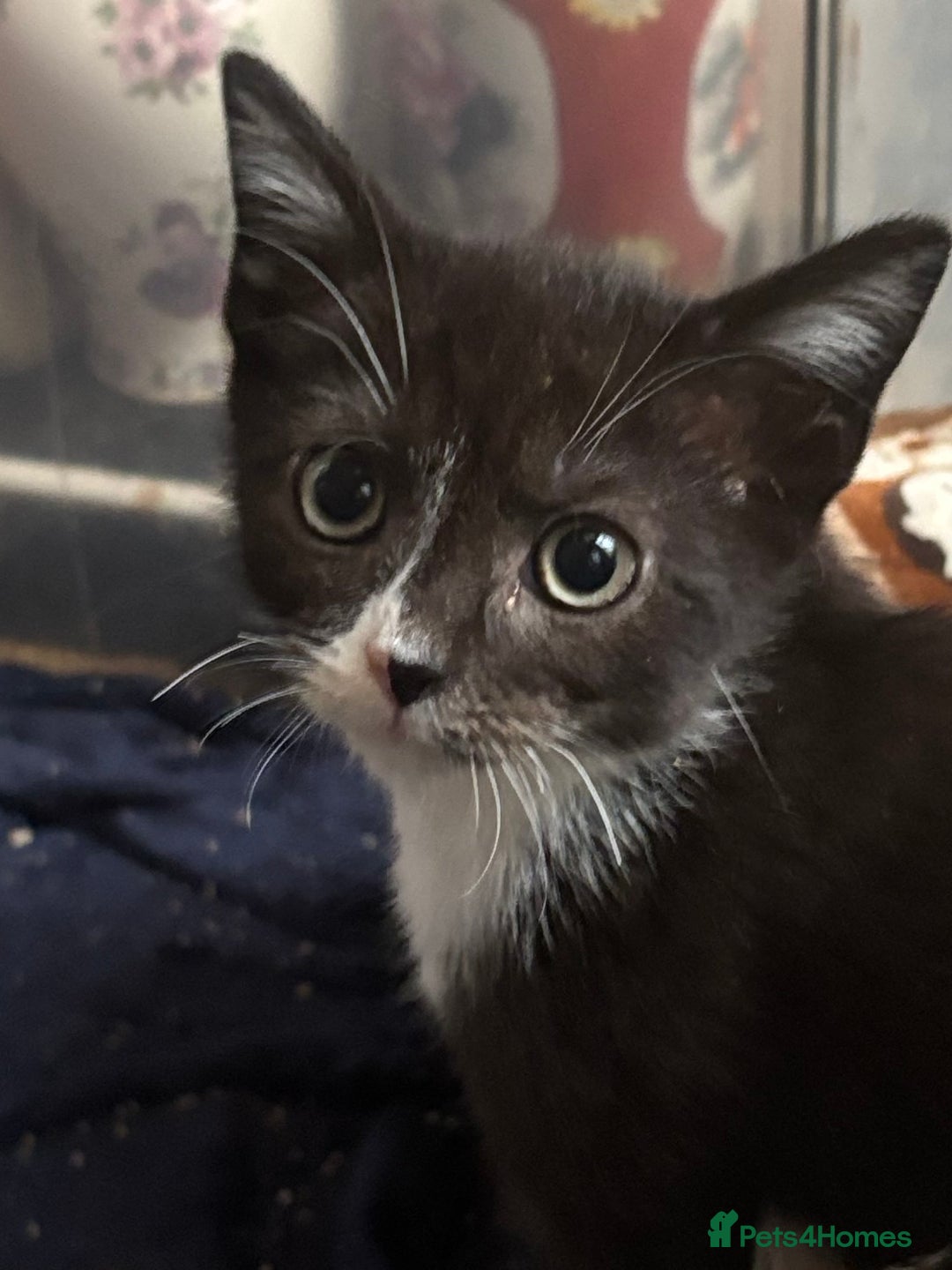 Mixed Breed cats for sale: Maincoon x Scottish fold  - Image 6