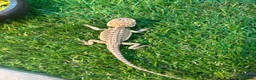 Bearded Dragon reptiles for sale: Bearded dragon babies - Advert 4