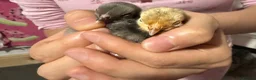 Mixed Breed birds for sale: 2 gold and grey baby chicks  - Advert 4