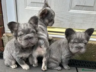 French Bulldog dogs Fluffy French bulldogs big ropes carrying pink - Advert 2