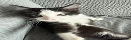 Mixed Breed cats for sale: Adorable ragdoll cross boy is looking for new home in Birmingham - Advert 8