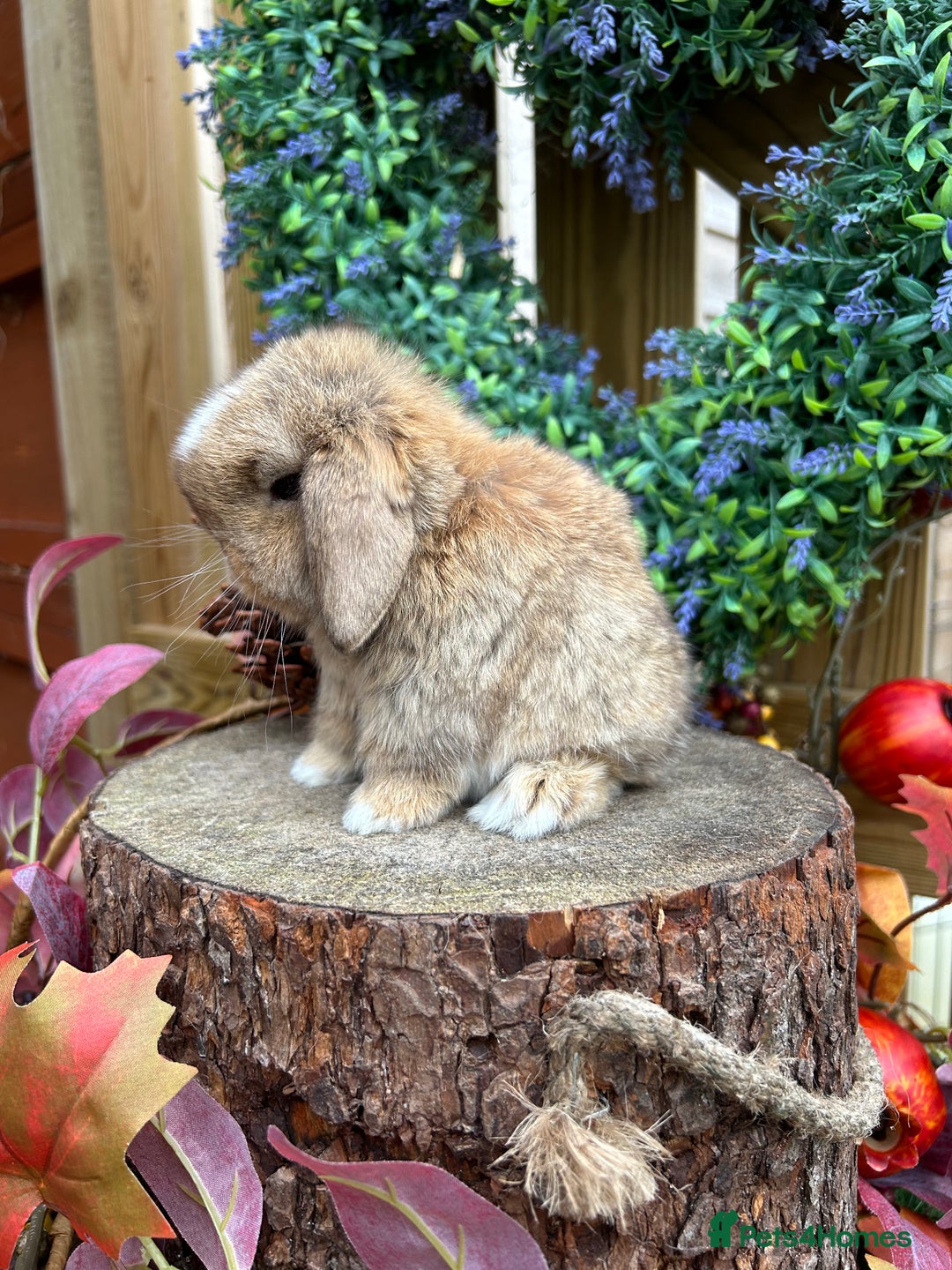 Mini Lop rabbits for sale: ⭐ PEDIGREE MINI LOP BABY BUNNIES ⭐  - Advert 5