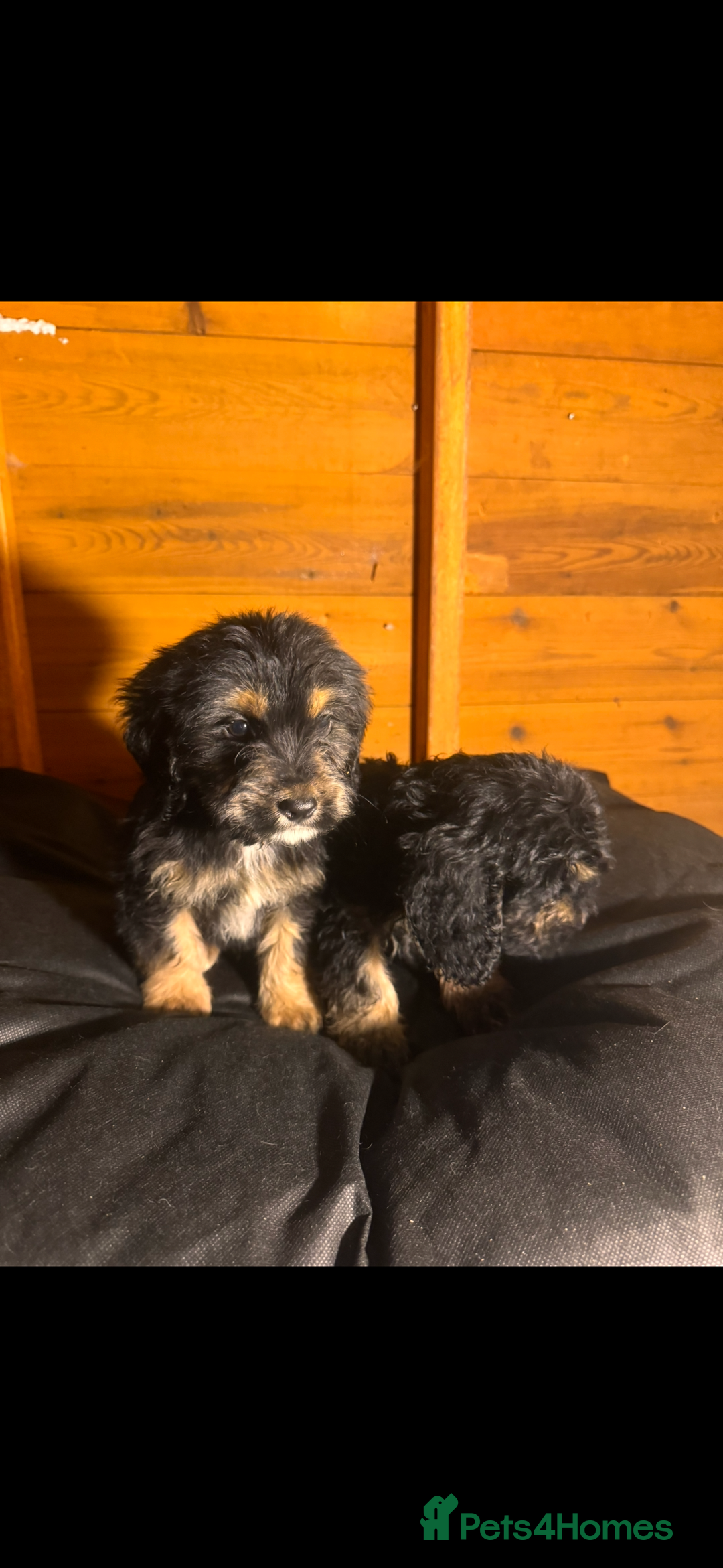 Cockapoo dogs for sale: COCKAPOO PUPPIES  - Advert 17