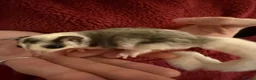 Sugar Glider rodents for sale: Tame sugar glider baby - Advert 3