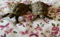 Hermann Tortoise reptiles for sale: Atlas & Shire - Image 1