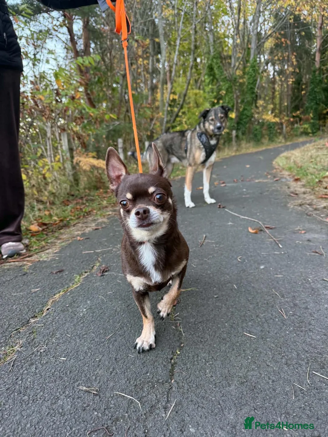 Chihuahua dogs for adoption: ❤️ Romeo in Newcastle upon Tyne - Advert 2
