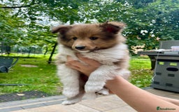 Shetland Sheepdog dogs for sale: Shetland Sheepdog/Sheltie puppy - Image 4