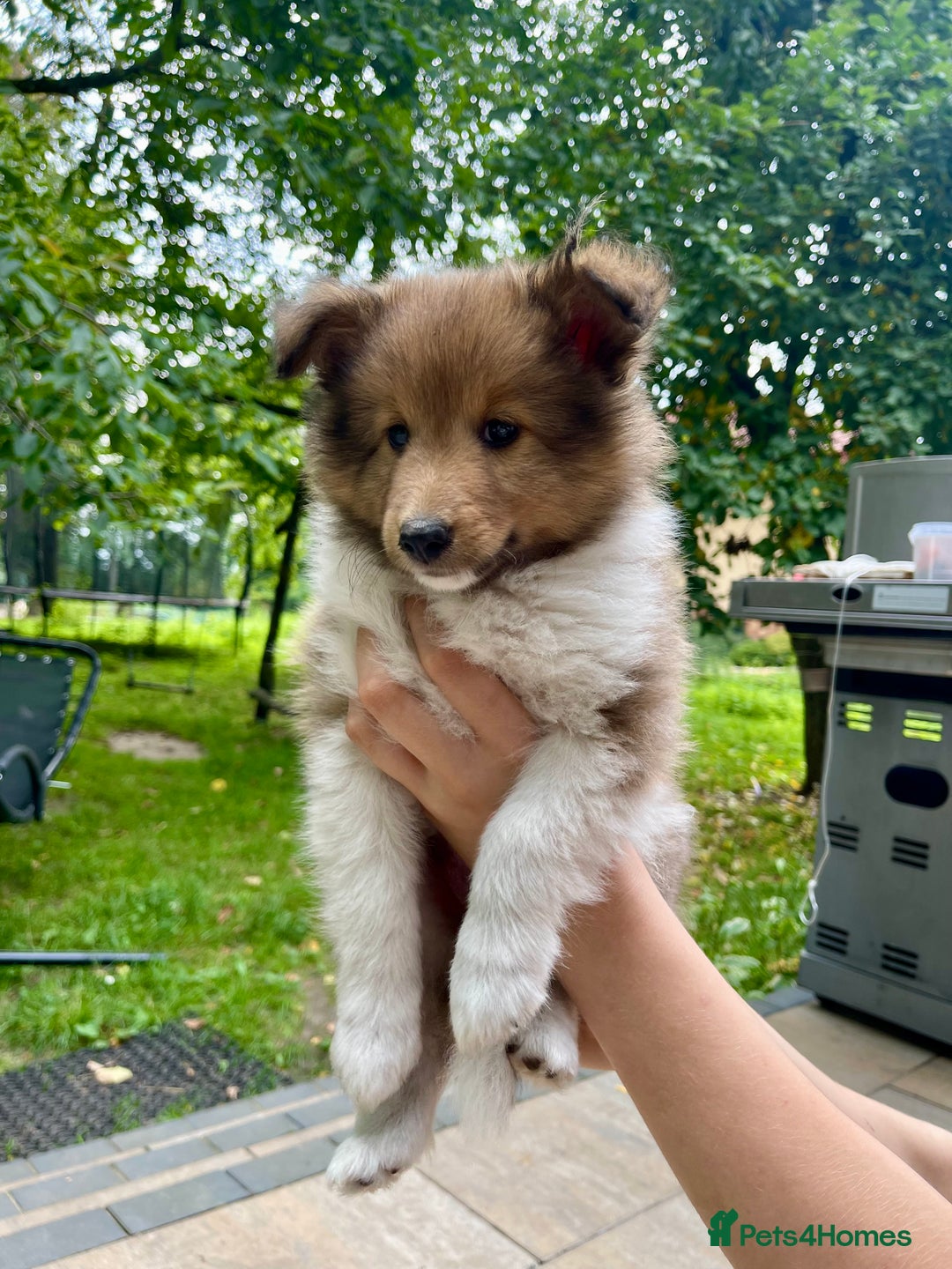 Shetland Sheepdog dogs for sale: Shetland Sheepdog/Sheltie puppy - Image 4