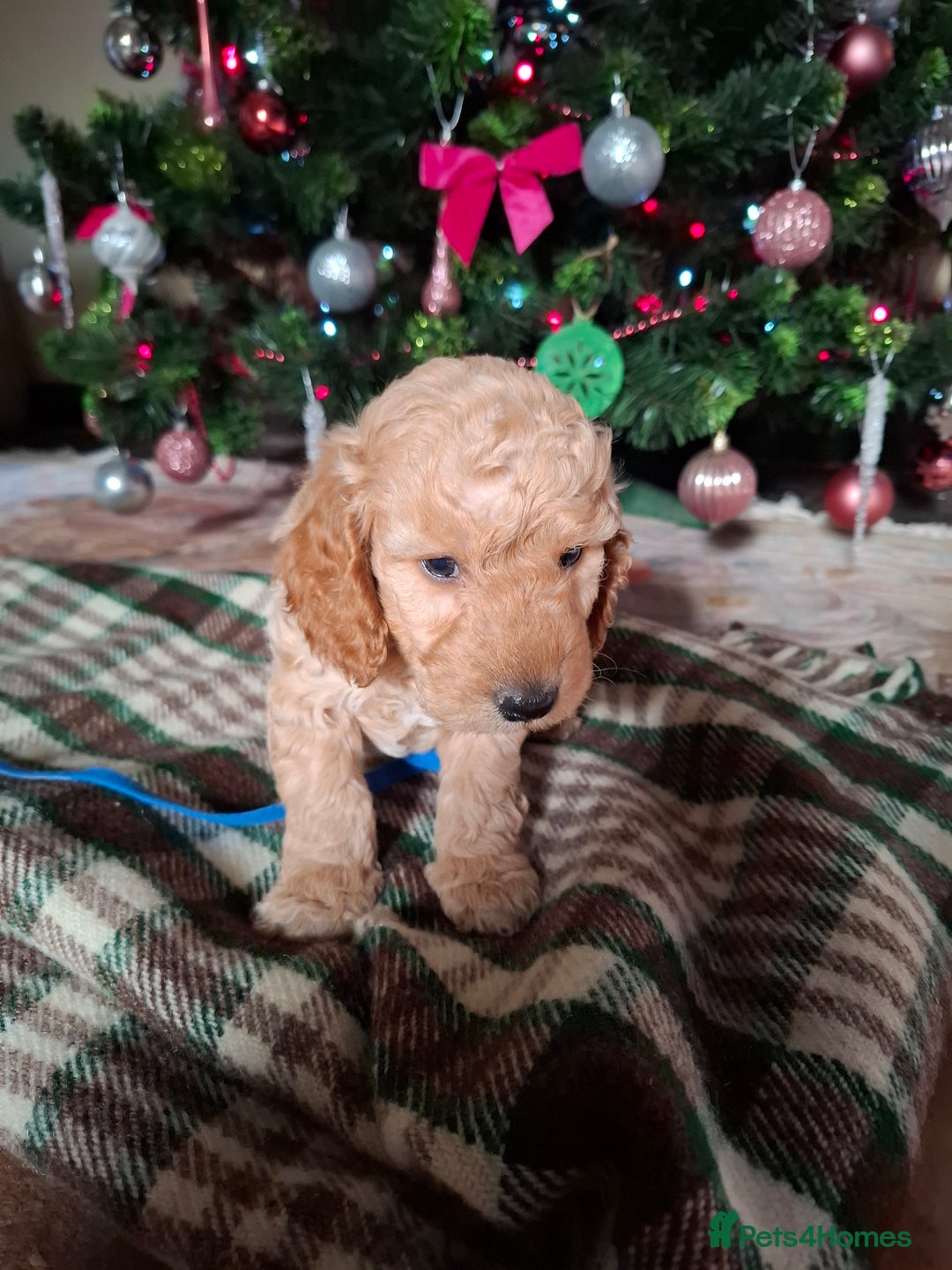 Cockapoo dogs for sale: Beautiful Cockapoo Puppies For Sale  - Advert 4