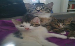 Mixed Breed cats for sale: The three musketeers are looking for new homes - Image 7