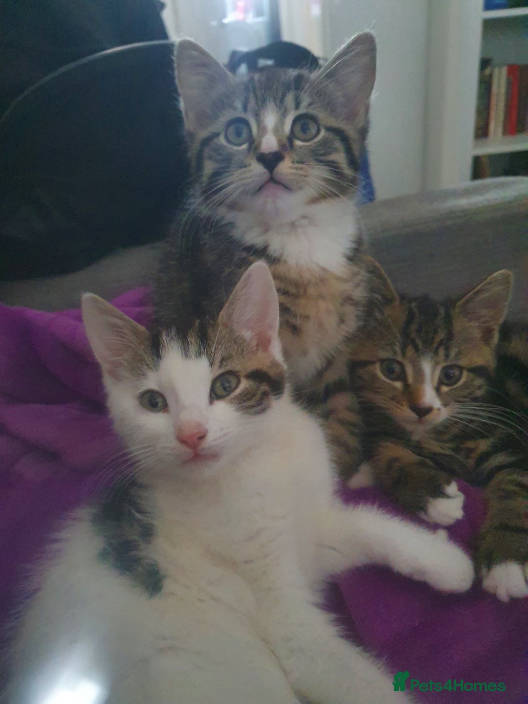 Mixed Breed cats for sale: The three musketeers are looking for new homes - Image 7