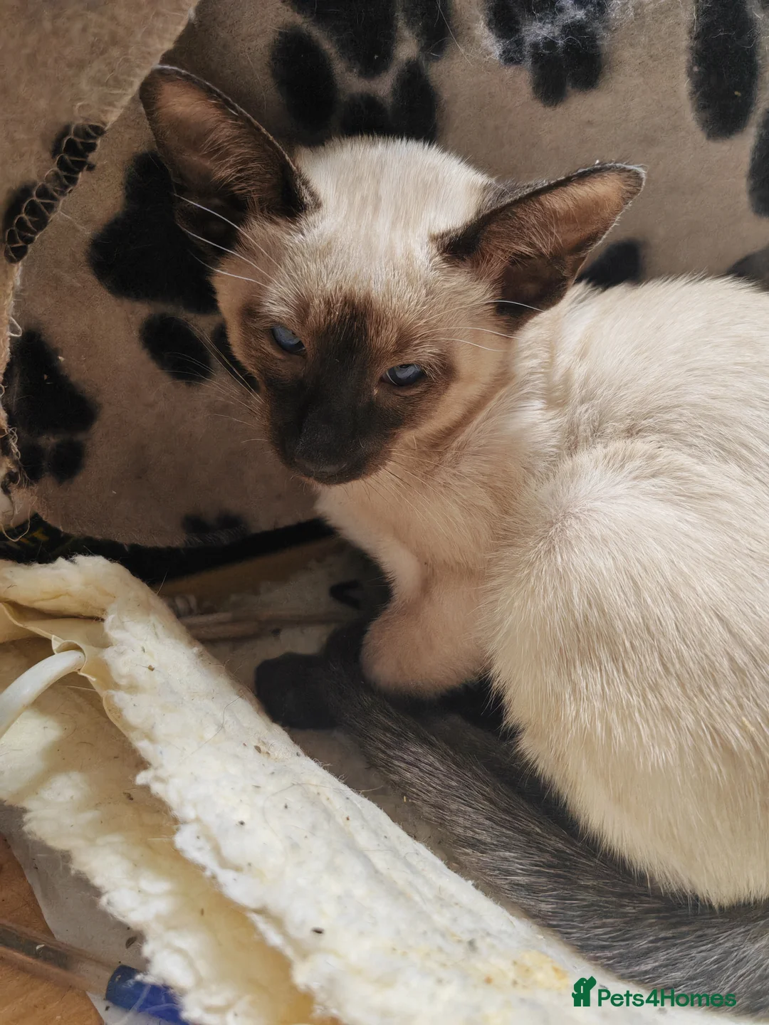 Siamese cats for sale: GCCF Siamese Kittens - Boys - Vaccinated & Chipped - Advert 9