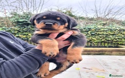 Rottweiler dogs for sale: rottweiler puppies - Image 2