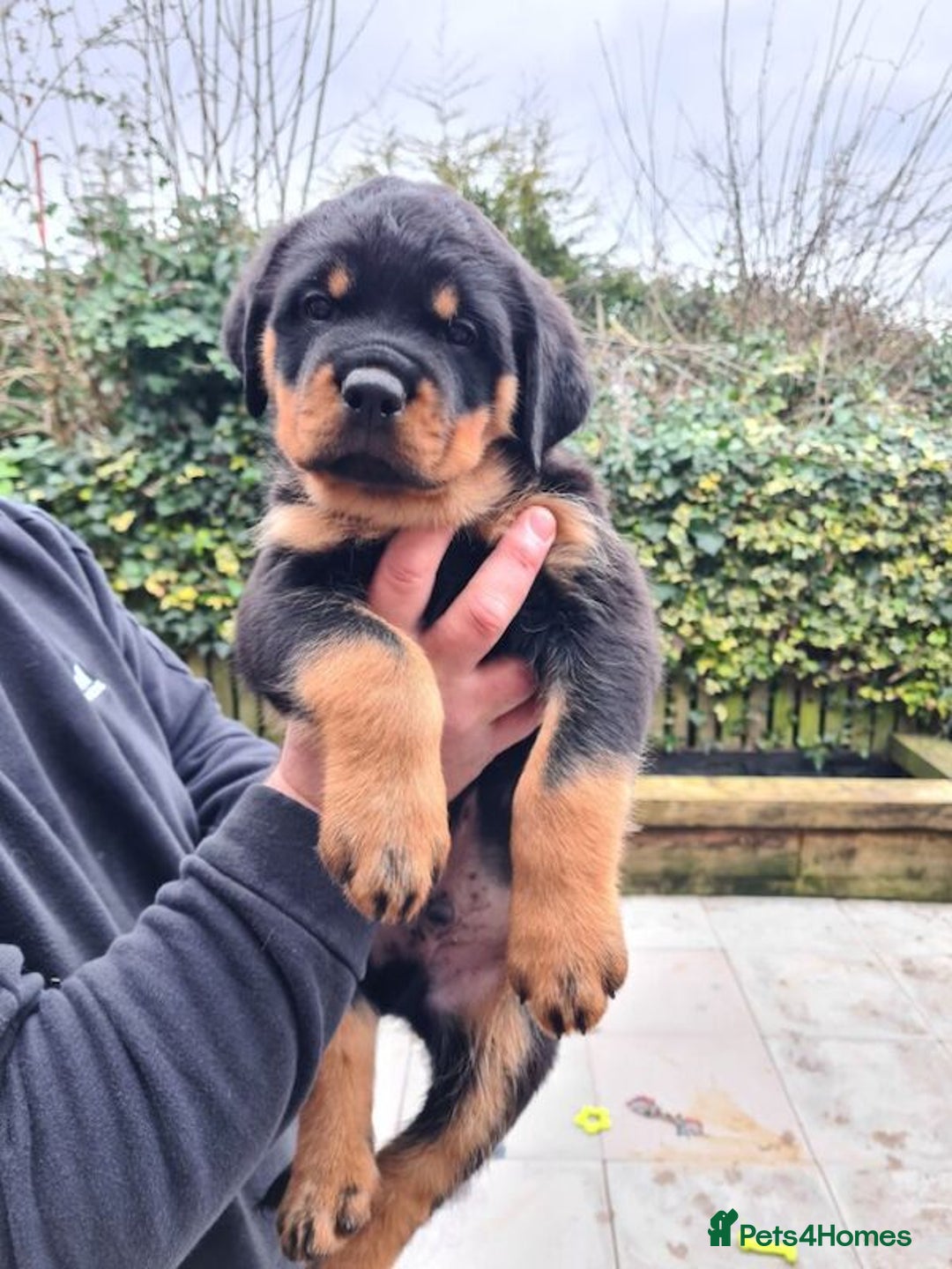 Rottweiler dogs for sale: rottweiler puppies - Image 2