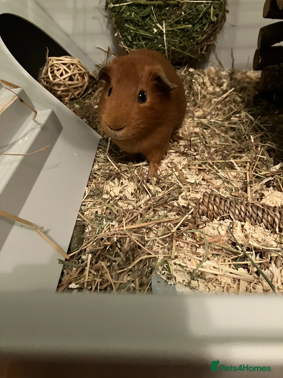Guinea Pig rodents for sale: Two guinea pigs for £180  in London - Advert 1