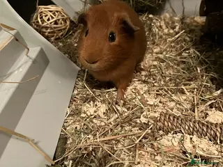 Guinea Pig rodents Two guinea pigs for £180 - Advert 1