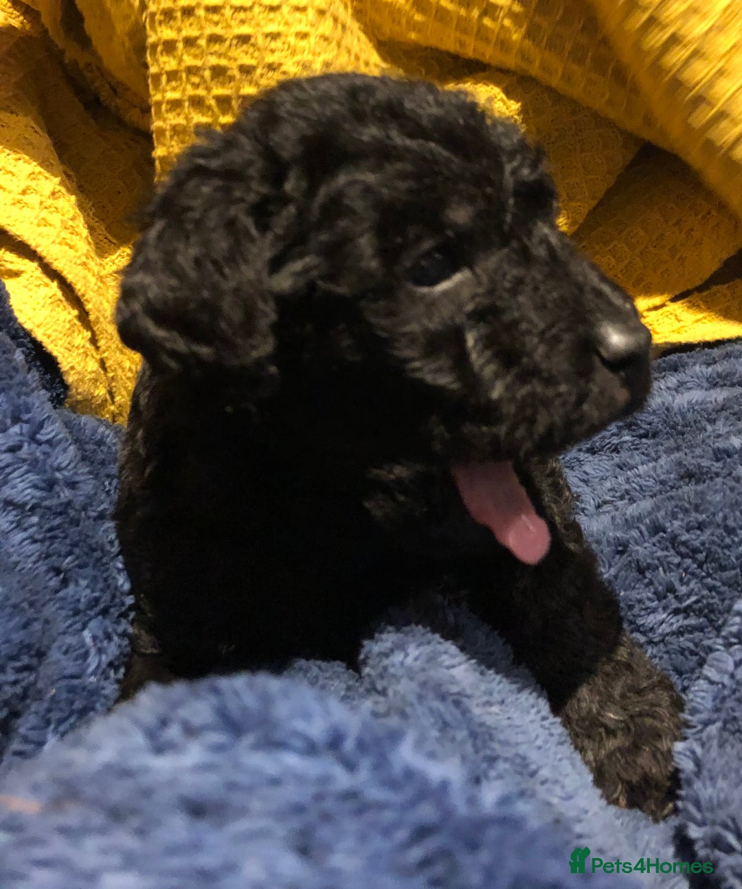 Labradoodle dogs for sale: READY NOW TOP QUALITY Standard F1 Labradoodles - Advert 29