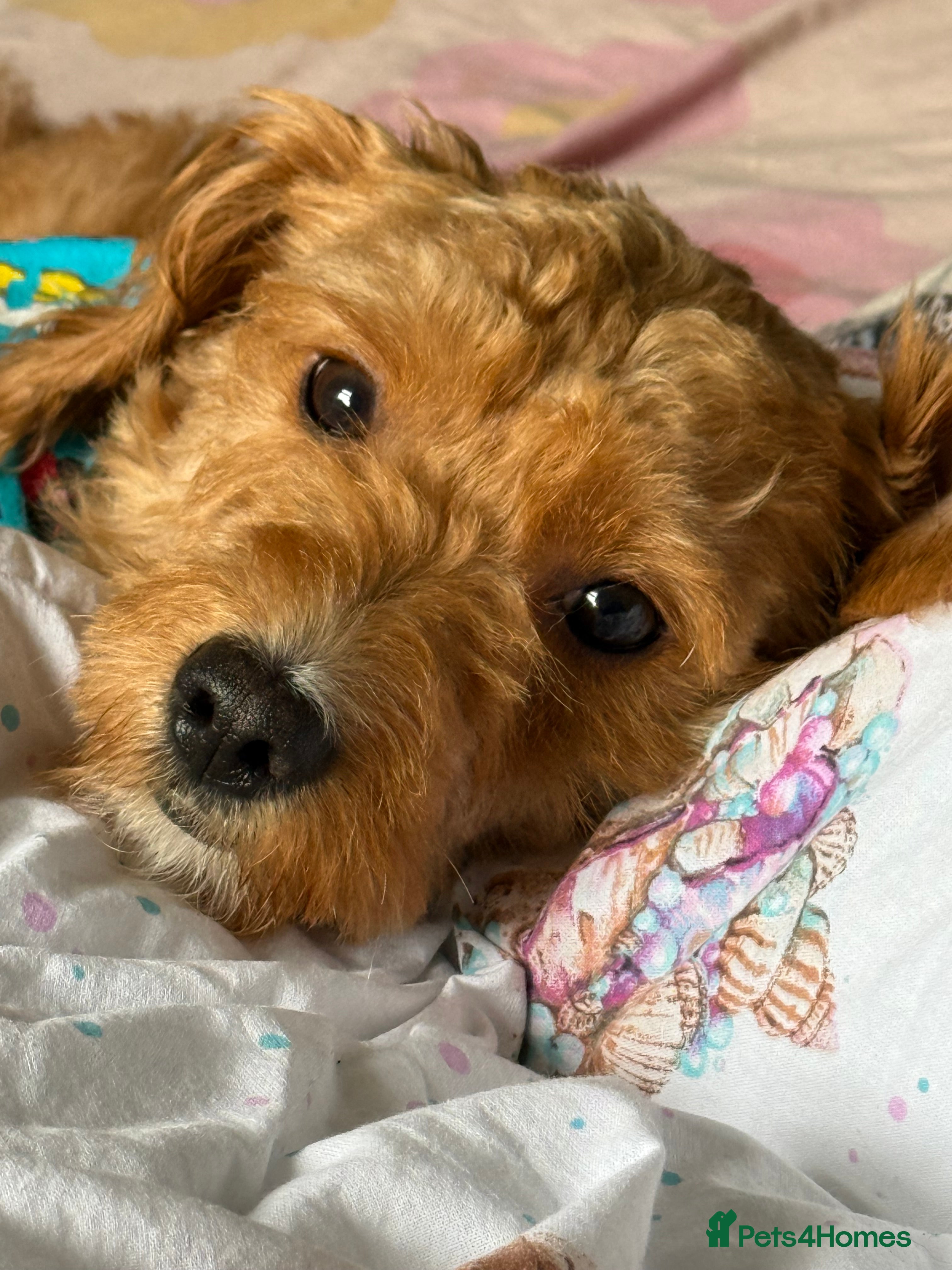 Chipoo dogs Beautiful young pup needs a home - Advert 1