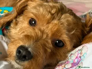 Chipoo dogs Beautiful young pup needs a home - Advert 17