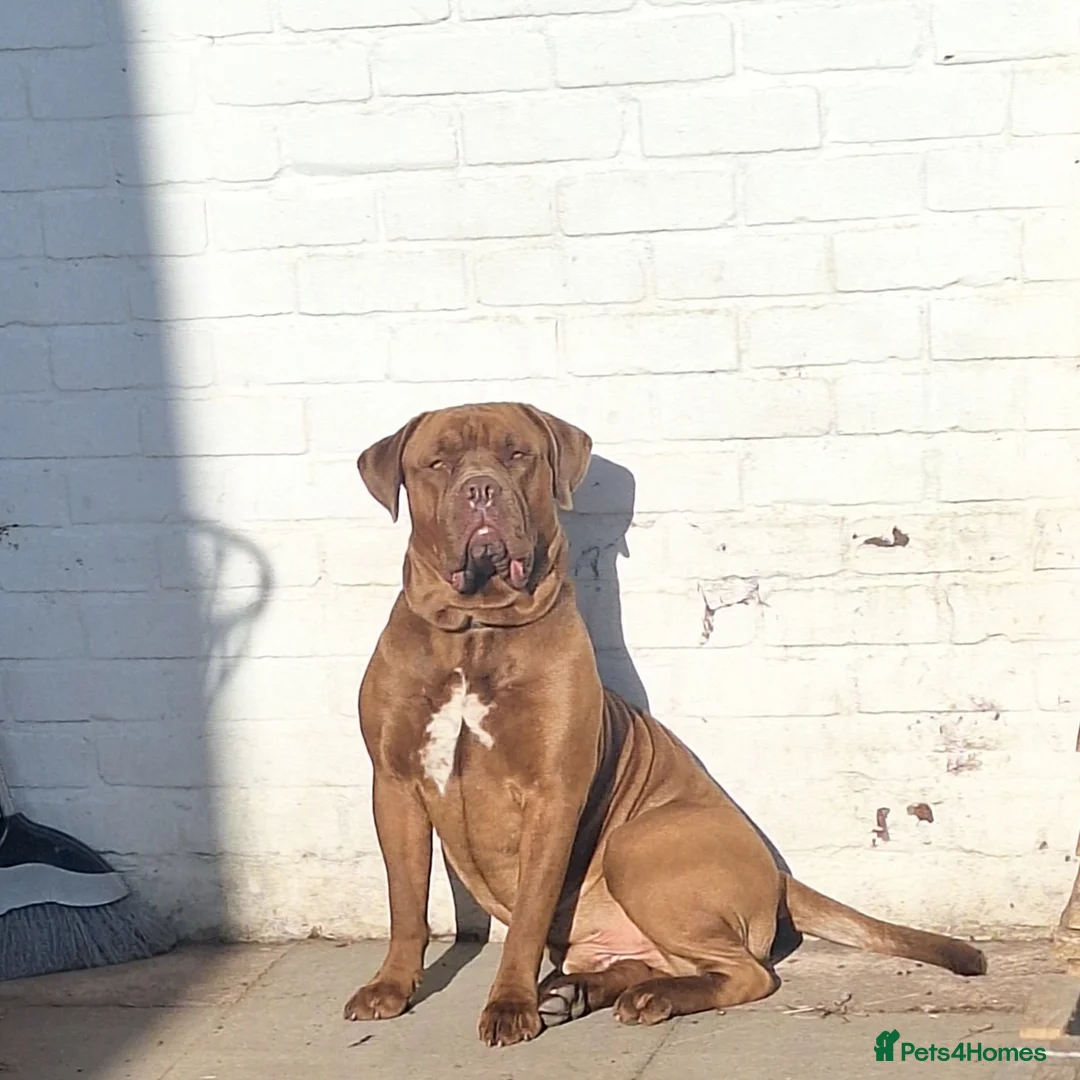 Mixed Breed dogs for sale: Male dog for rehoming  - Advert 1