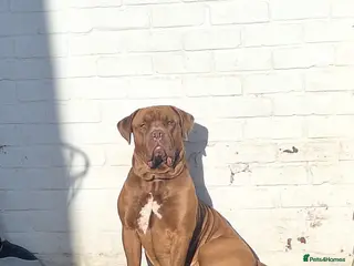 Mixed Breed dogs Male dog for rehoming - Advert 2