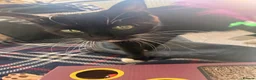 Domestic Shorthair cats for sale: 4 Domestic Shorthair Kittens   - Advert 2