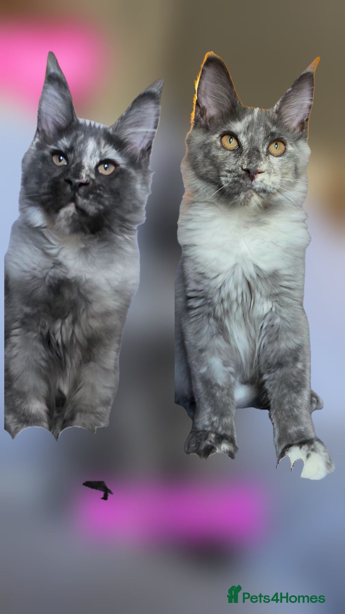 Maine Coon cats Gorgeous pedigree Girls ready now - Advert 1