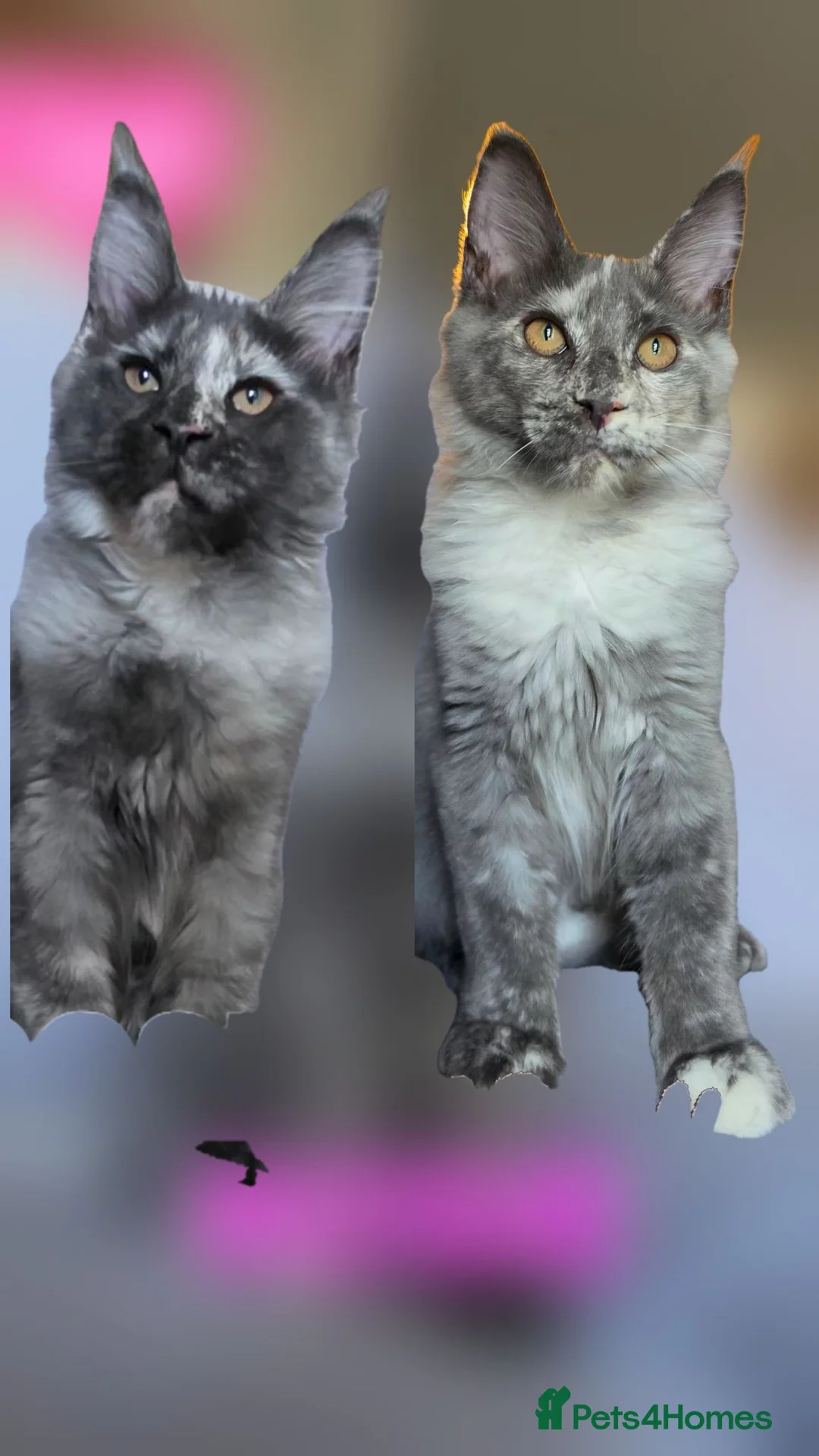 Maine Coon cats for sale: Gorgeous pedigree Girls ready now - Advert 1