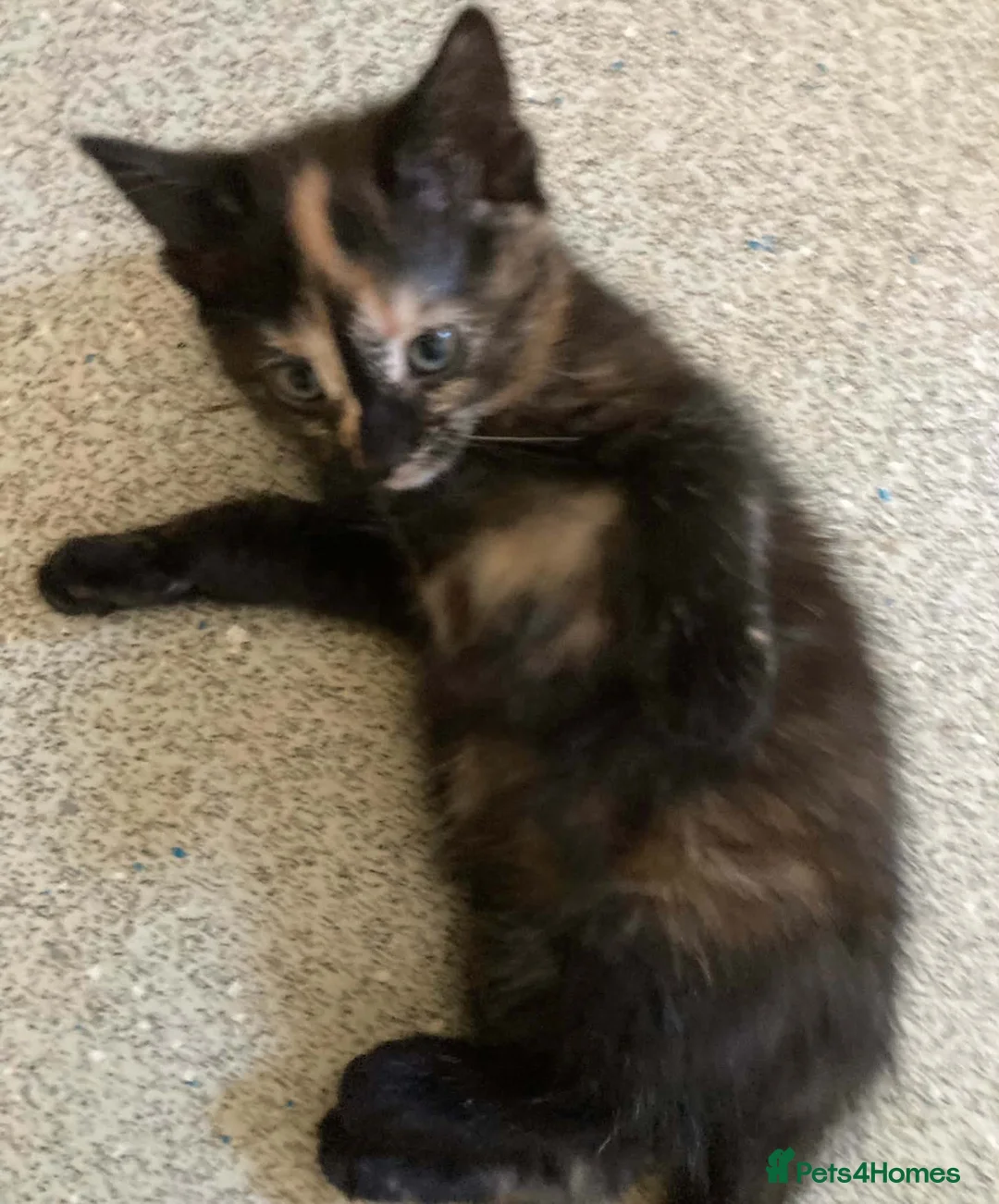 British Shorthair cats for sale: 3 Female kittens for sale  in Amersham - Advert 7