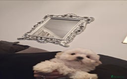 Malshi dogs for sale: Maltese x shihtzu  puppy white with beige ears - Image 2