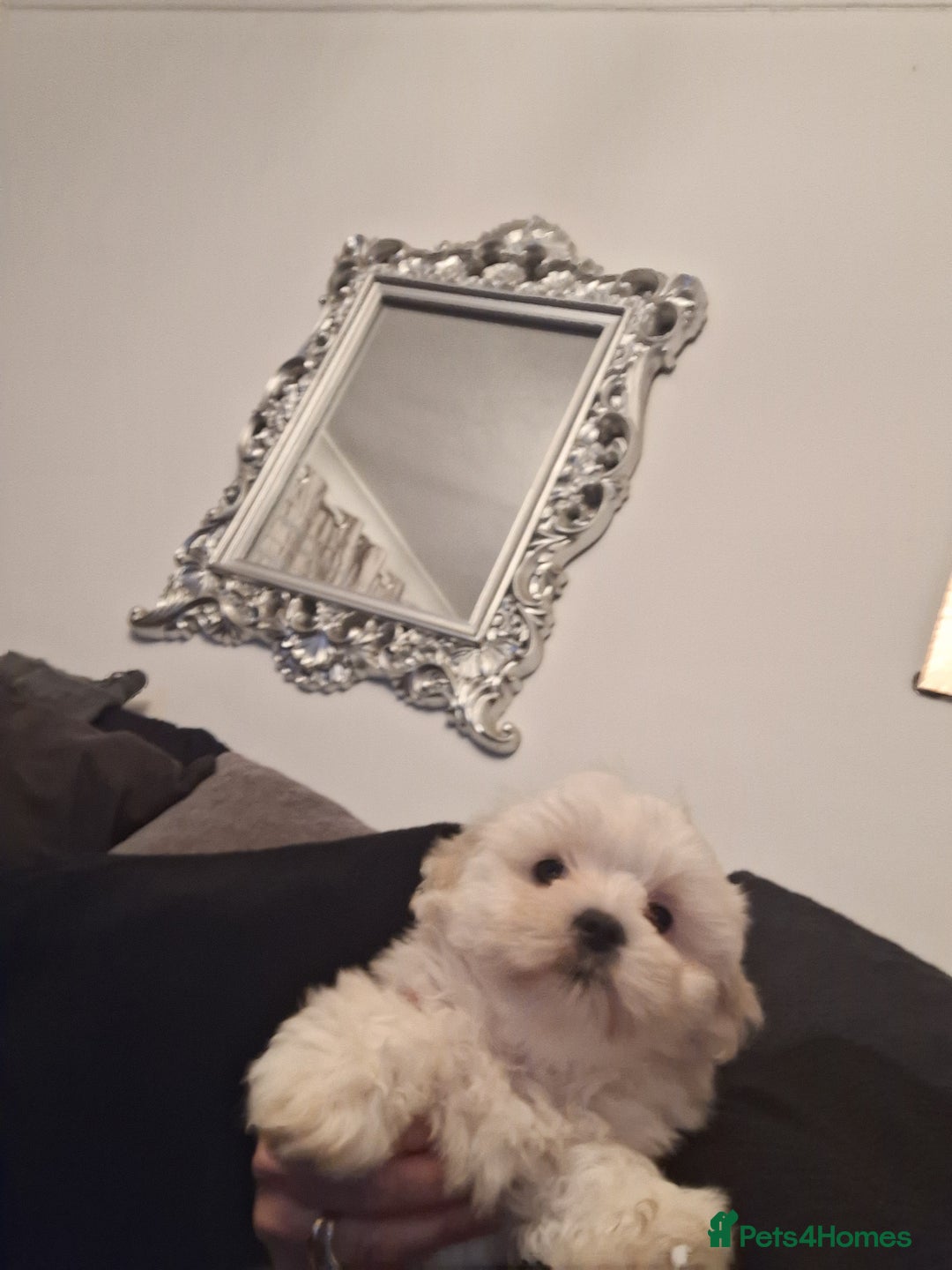 Malshi dogs for sale: Maltese x shihtzu  puppy white with beige ears - Image 2