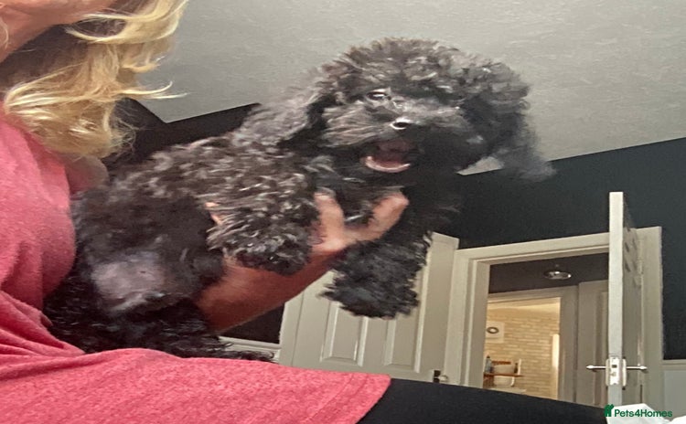 Doxiepoo dogs - Advert 2