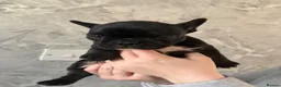 French Bulldog dogs for sale: French bulldog puppy’s  - Advert 8